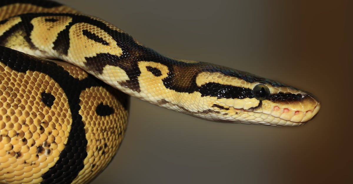 http://reload.tools/cdn/shop/articles/snake-ball-python-python-regius-beauty-53140.jpg?v=1683225482