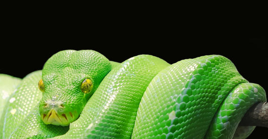 Sewer Snake