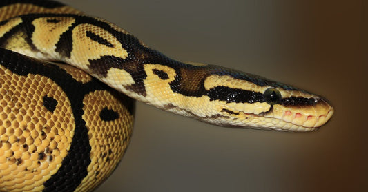 Drain Snake